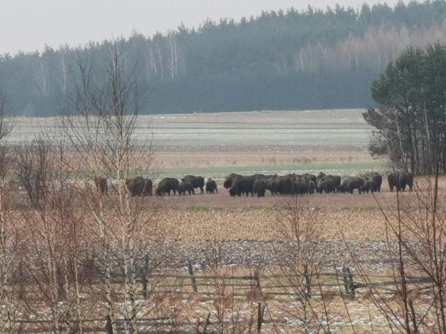 Wsród Pól i Lasów Dubicze Cerkiewne Zewnętrze zdjęcie