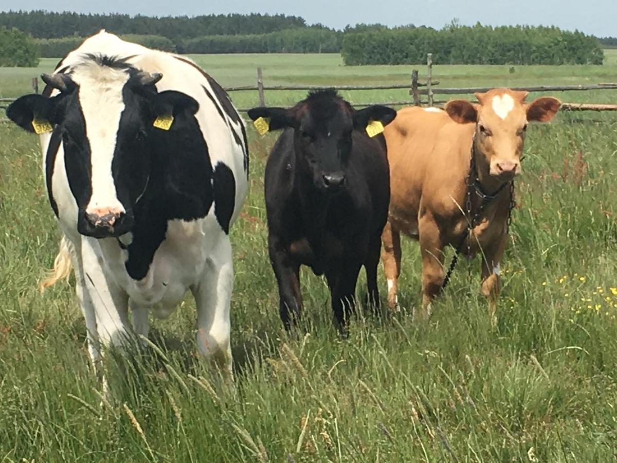 Wsród Pól i Lasów Dubicze Cerkiewne Zewnętrze zdjęcie